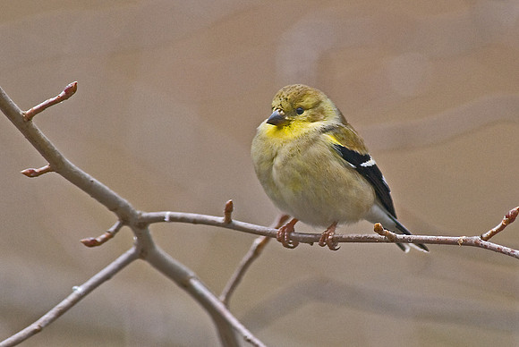 American Goldfinch