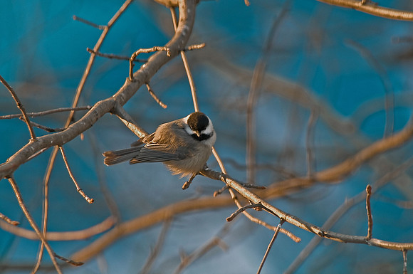 Black-Capped Chickadee