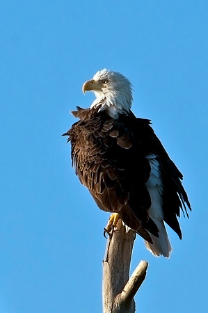 American Bald Eagle