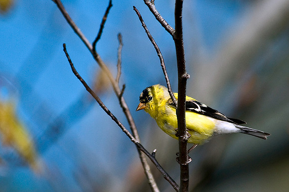 American Goldfinch