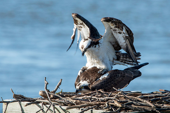 Mating Osprey
