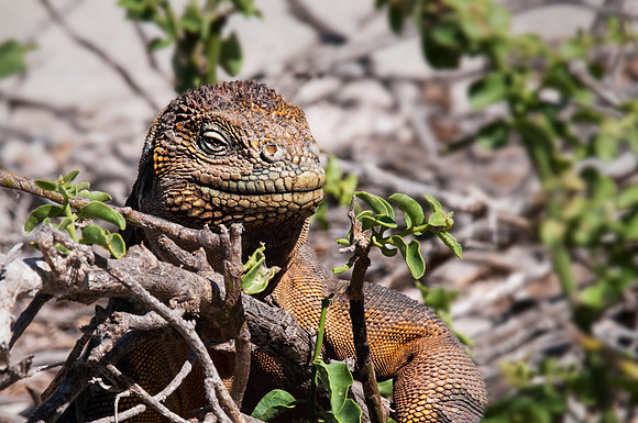 Galapagos Land Iguana