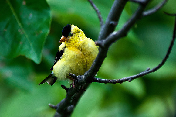 American Goldfinch