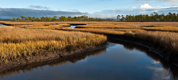 Salt Marsh at Carrabelle 2
