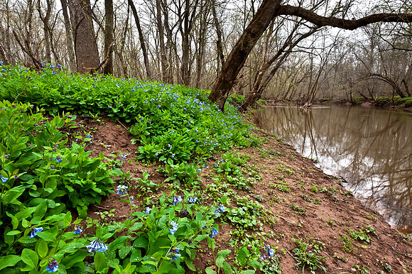 Bluebells along Cedar Run