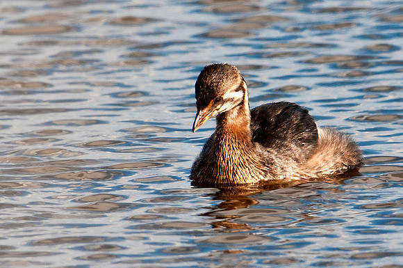 Least Grebe on the Hunt for Food