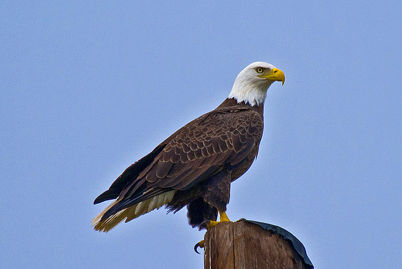 American Bald Eagle