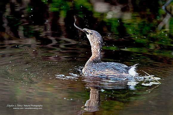 Pied-billed Grebe with a Swamp Eel