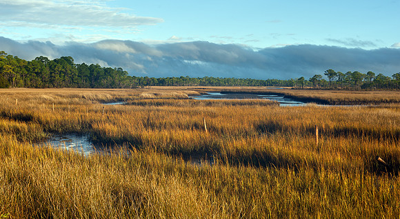 Salt Marsh at Carrabelle