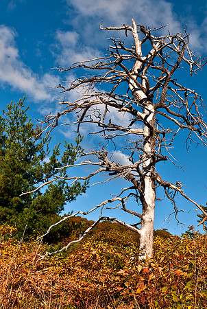 Dead Tree at Sunrise