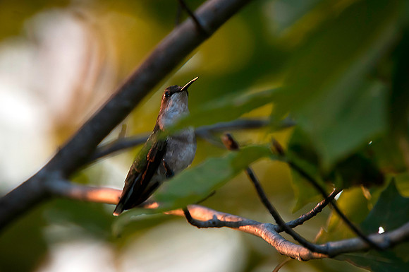 Female Ruby Throated Hummingbird