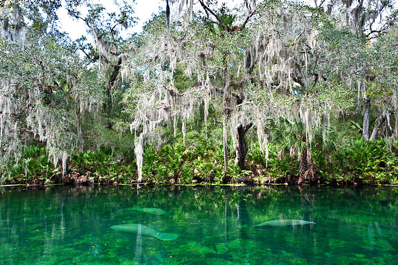 Blue Springs