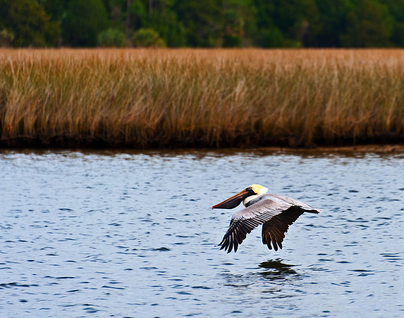 Pelican on Carrabelle River
