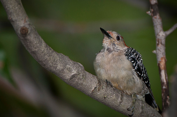 Red Bellied Woodpecker Fledling