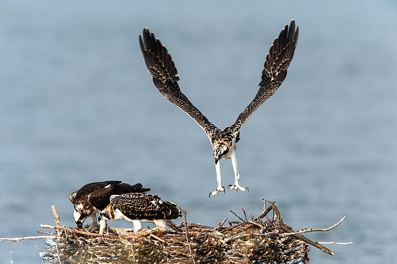 Osprey Chick Testing Wings