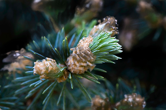 Pine Bud