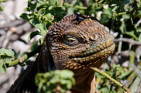 Land Iguana