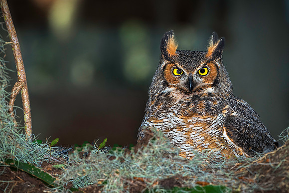 Great Horned Owl in Nest