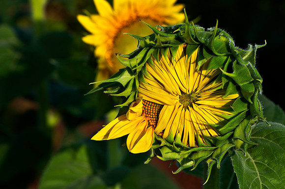 Birthing a Sunflower