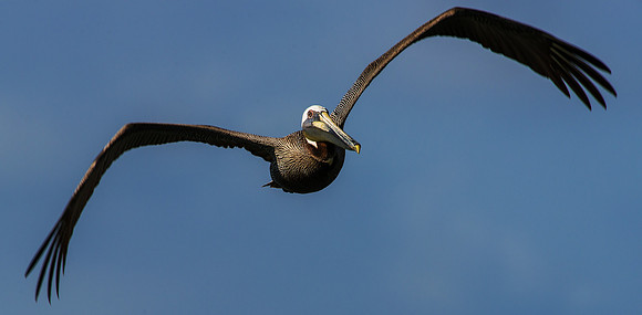 Pelicans Flying