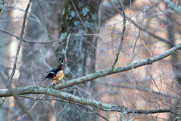 Male Wood Duck