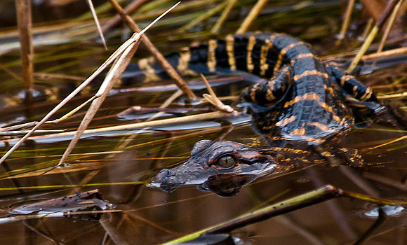 Baby Gator