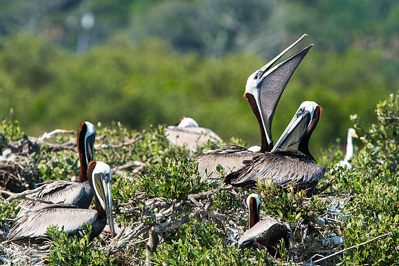 Pelican Stretch
