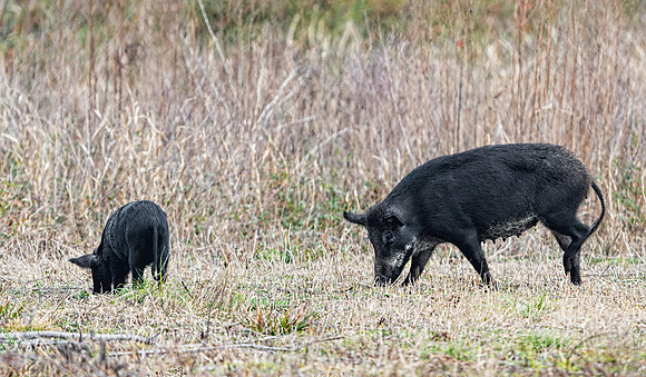Wild Hogs on the Prairie