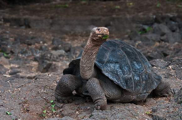 Galapagos Giant Tortoise