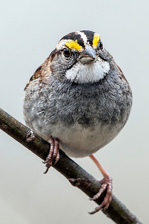 White-throatded Sparrow