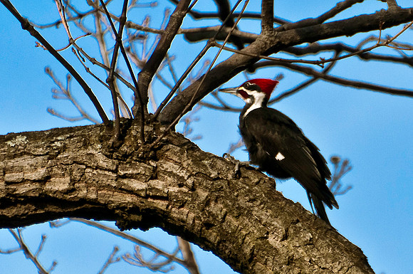 Pileated Woodpecker