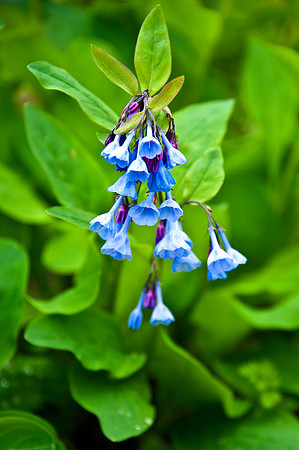 Virginia Bluebells