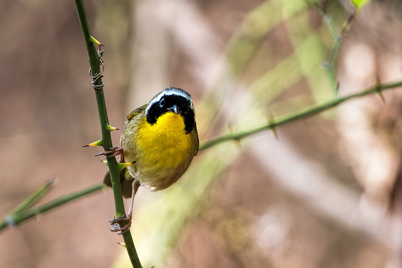 Common Yellowthroat Warbler