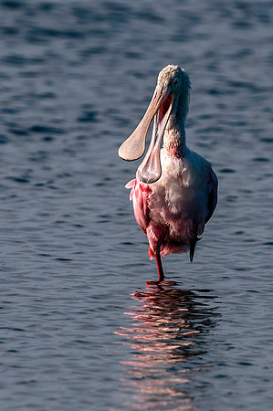 Roseate Spoonbill