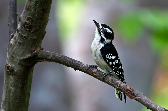 Downy Woodpecker