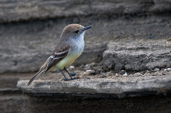 Flycatcher