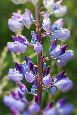Lupine Profile