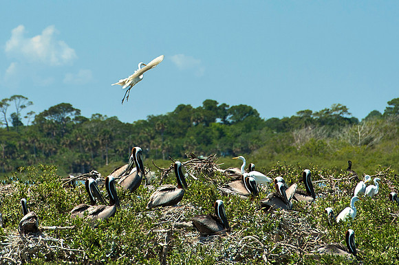 Great White Egret Gliding on to Pelican Island
