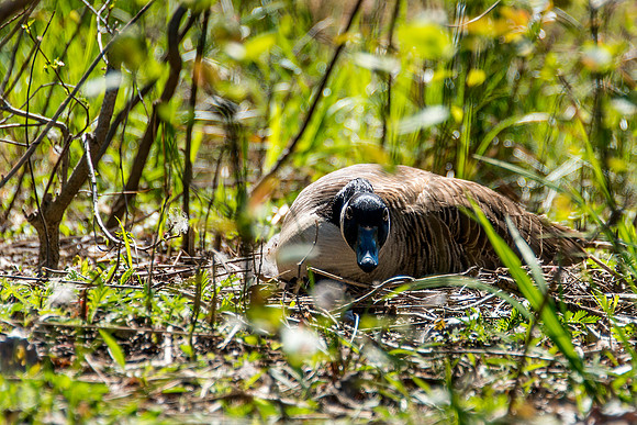 Canada Goose on Nest