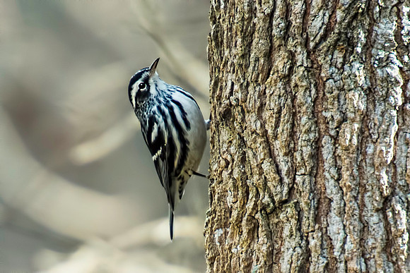 Black and White Warbler