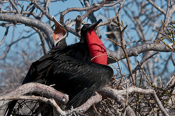 Magnificant Frigatebirds