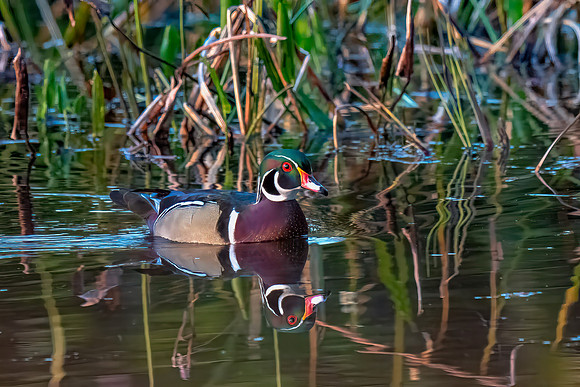 Wood Duck among Reeds