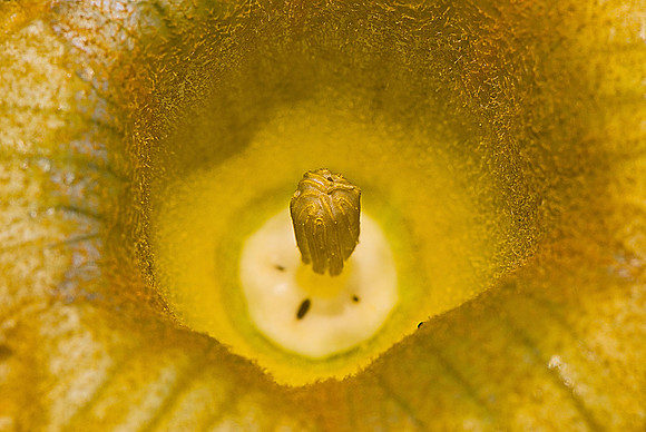 Pumpkin Bloom