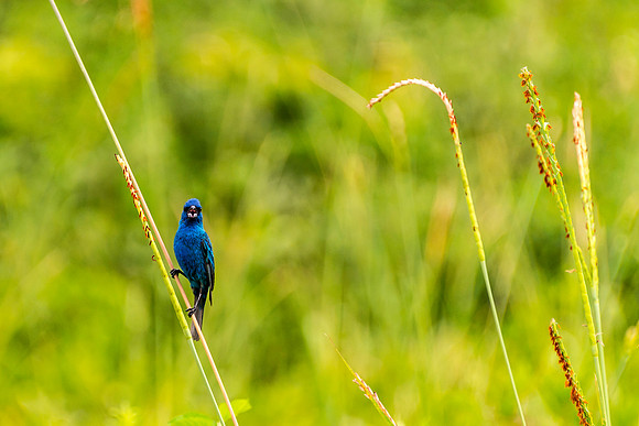 Indigo Bunting