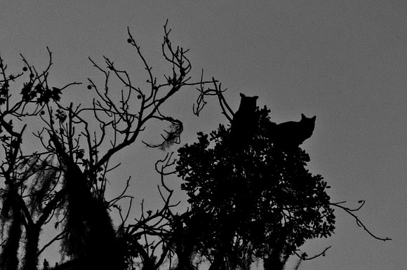 Great Horned Owls
