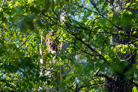 Barred Owl on Nest