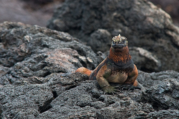 Marine Iguana