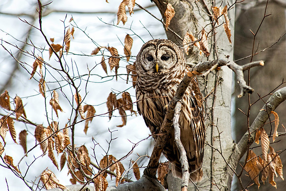 Barred Owl in Fall Tree