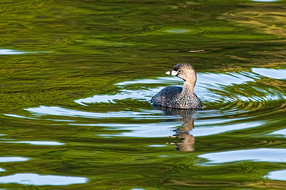 Pied-billed Grebe