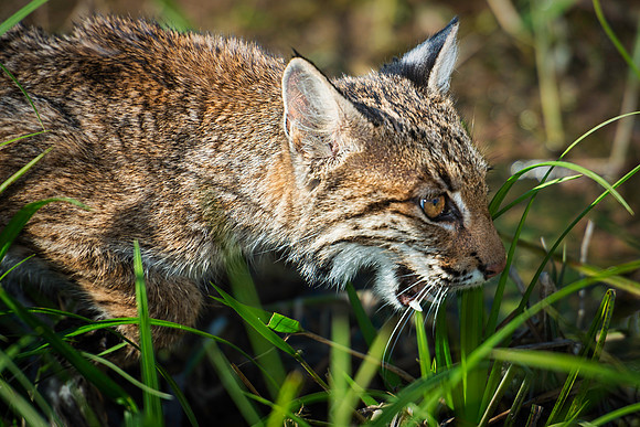 Bobcat Hunting on the Prairie